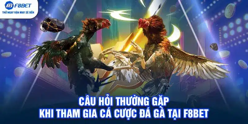 Câu hỏi thường gặp khi tham gia cá cược đá gà tại F8BET