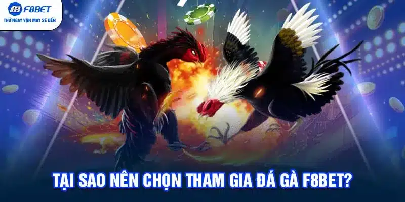 Tại sao nên chọn tham gia đá gà F8BET?